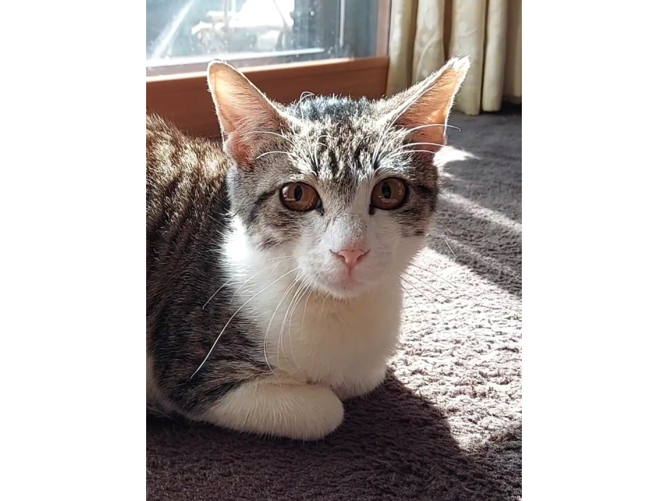 美人✨ナデナデ大好き♥キジ白ちゃん•ﻌ•