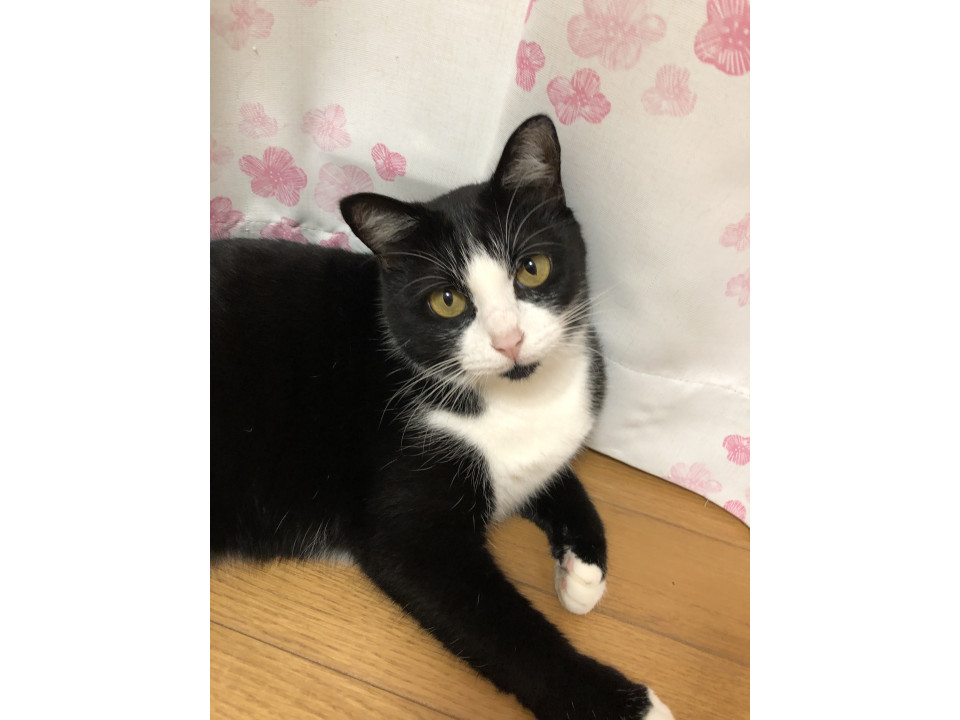 可愛くて甘えん坊のハチワレガール