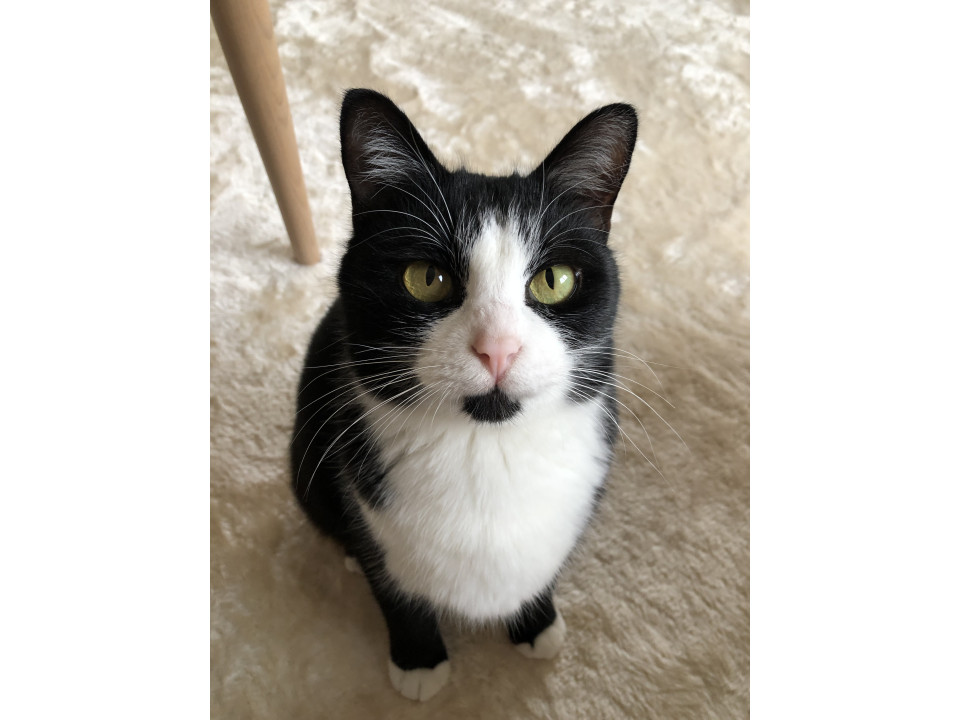 可愛くて甘えん坊のハチワレガール