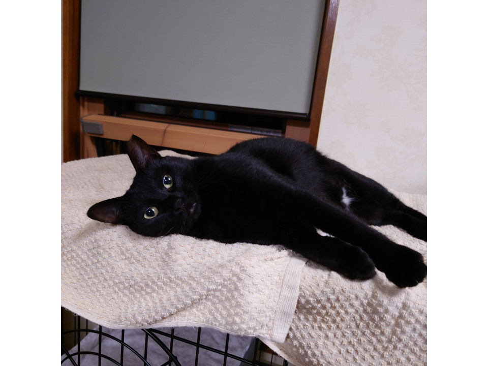 穏やかで優しい黒猫巻きしっぽの女の子