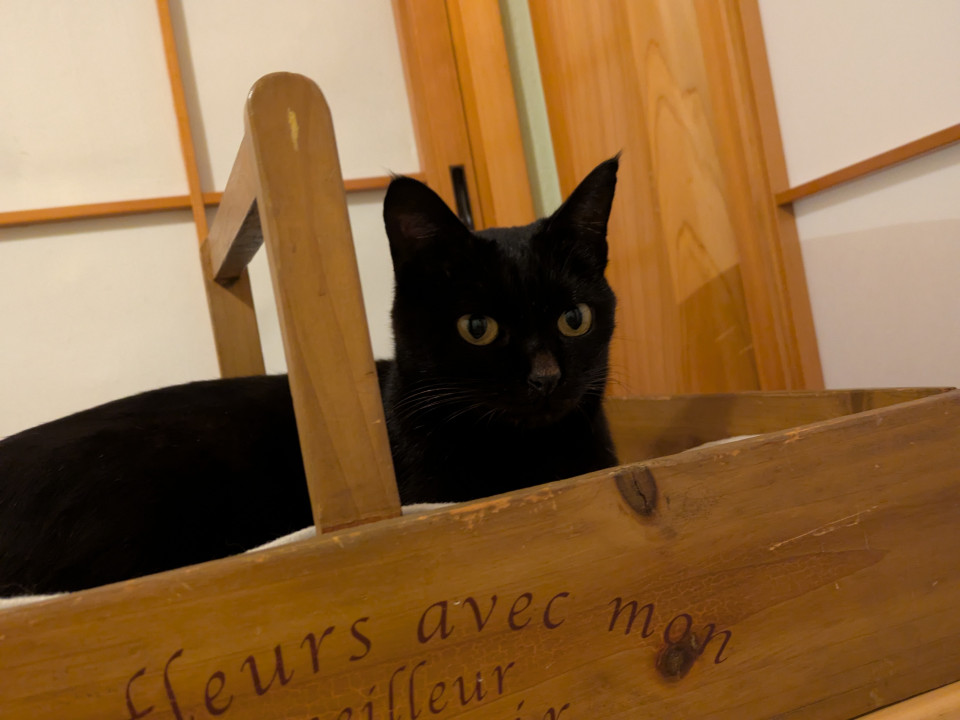 肝っ玉クロネコ母ちゃん　