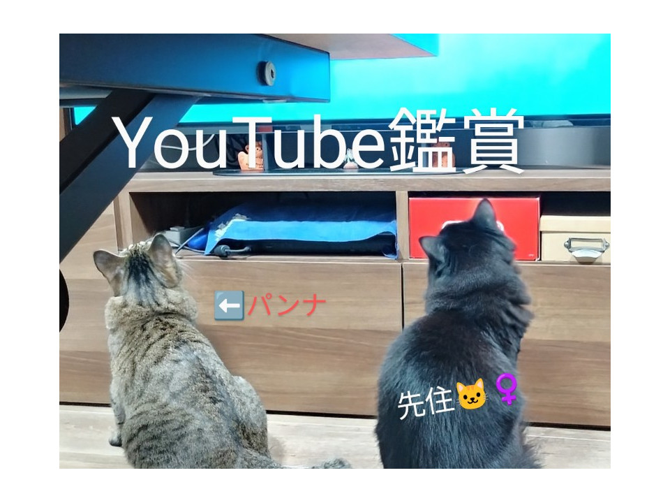 お顔も体もまん丸な女の子