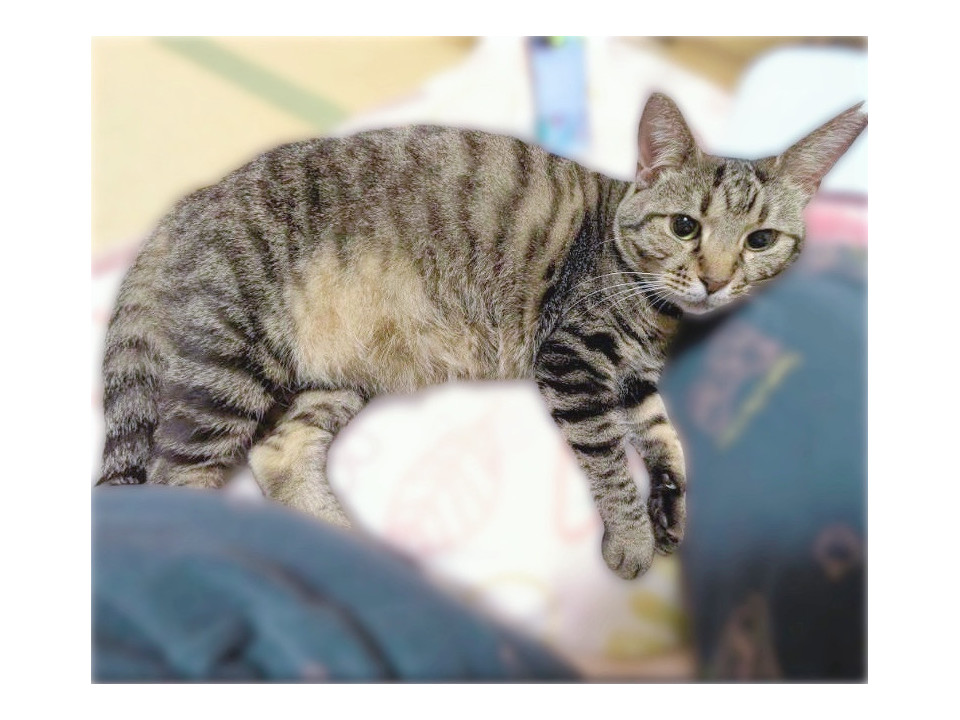 お膝大好き❤️キジトラのシフォンちゃん
