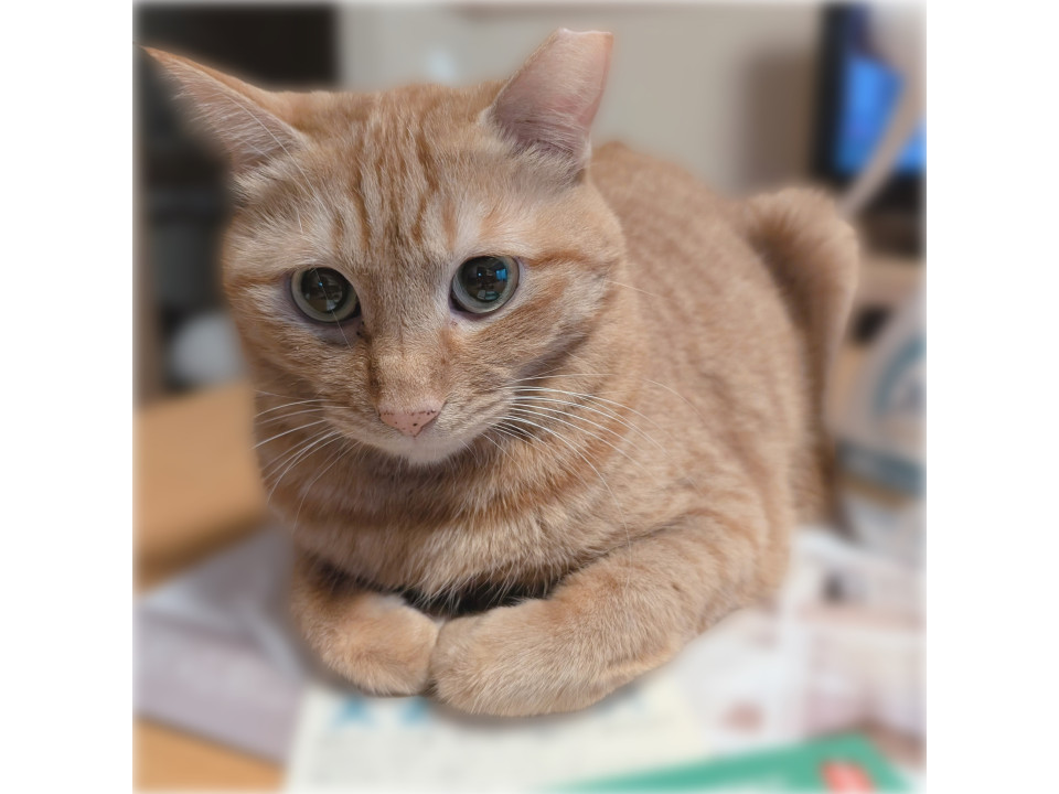 好奇心旺盛な女の子❤️いちょうちゃん