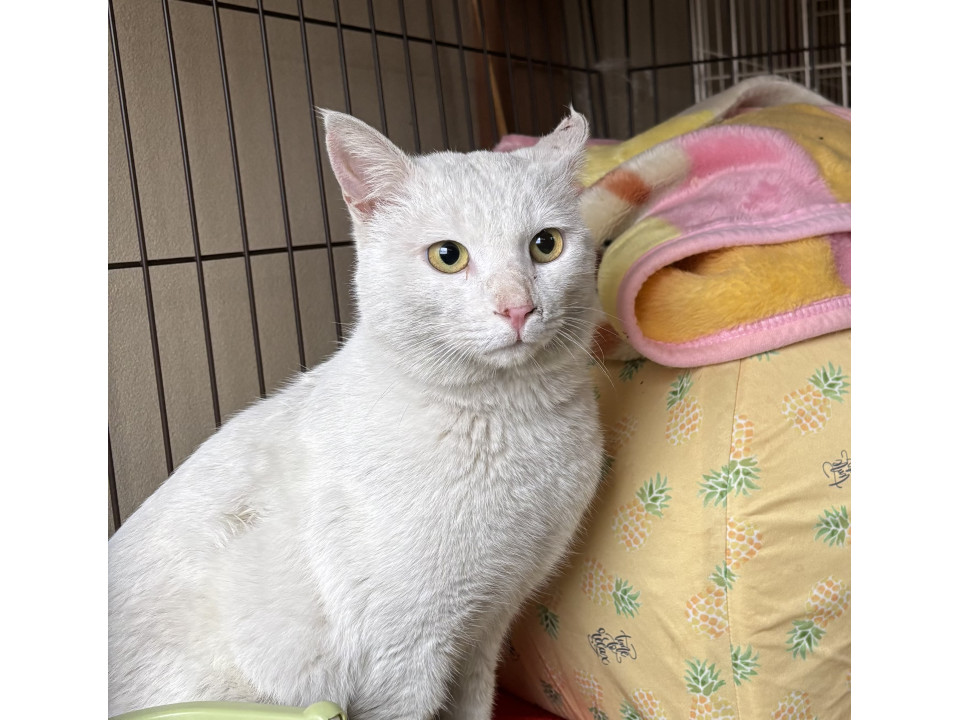 シロー、淡路島でご縁を待っています