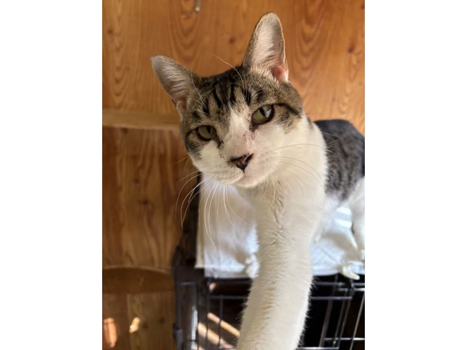 可愛い雉白サニーくん