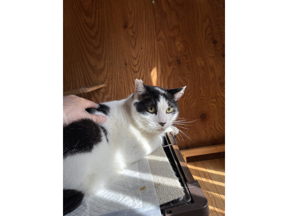 ぷっくり可愛い　デイズくん