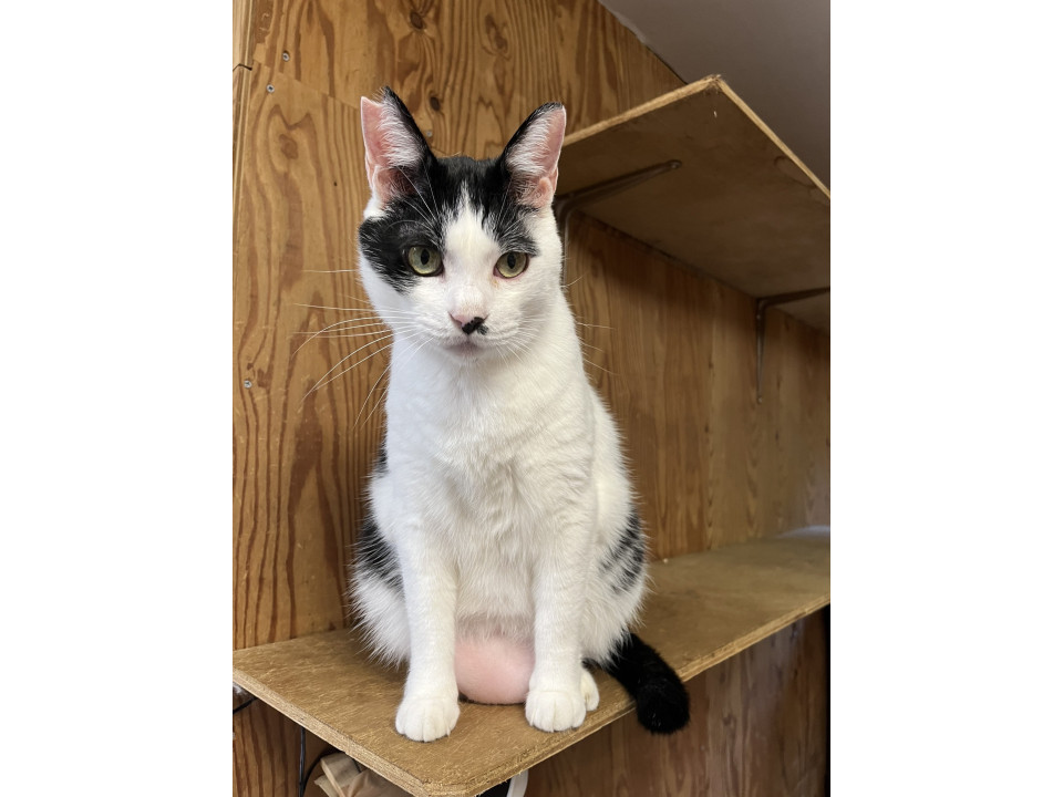 ぷっくりちゃんの　トールくん