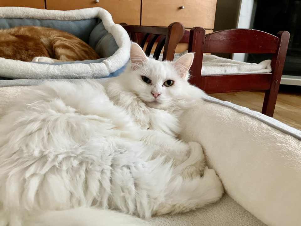 オッドアイの長毛ちゃん