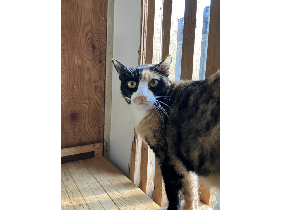 黒三毛可愛いセレナちゃん