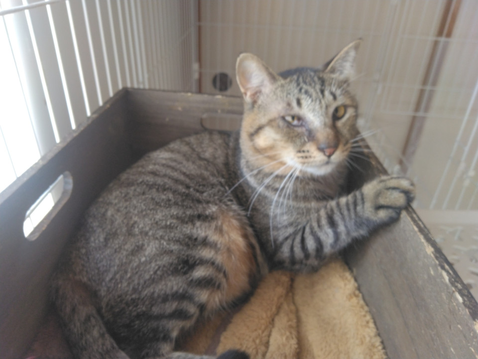 キジトラ猫のサブレくん