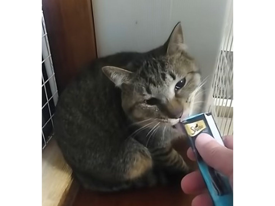 キジトラ猫のサブレくん