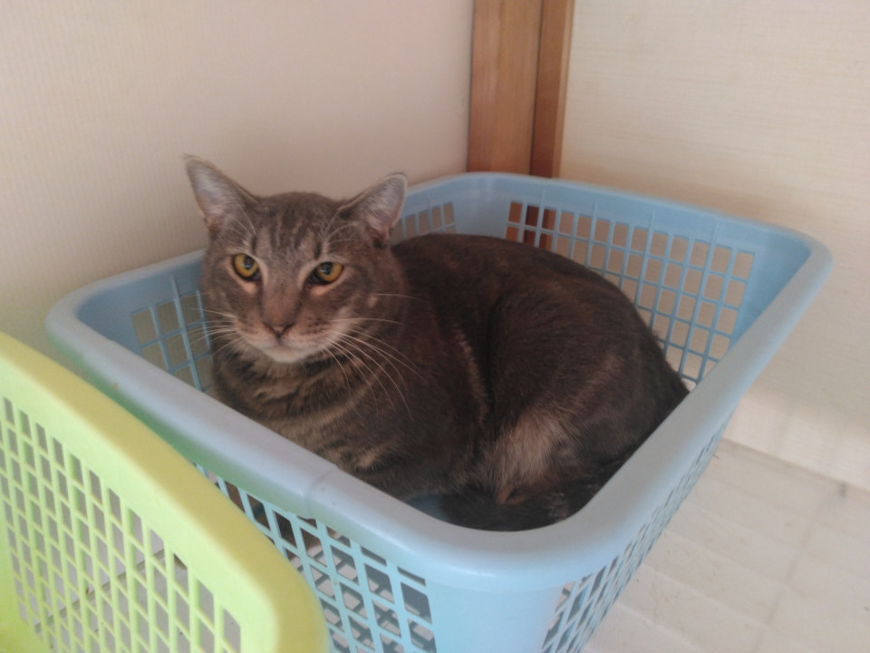 グレー猫のタタンくん