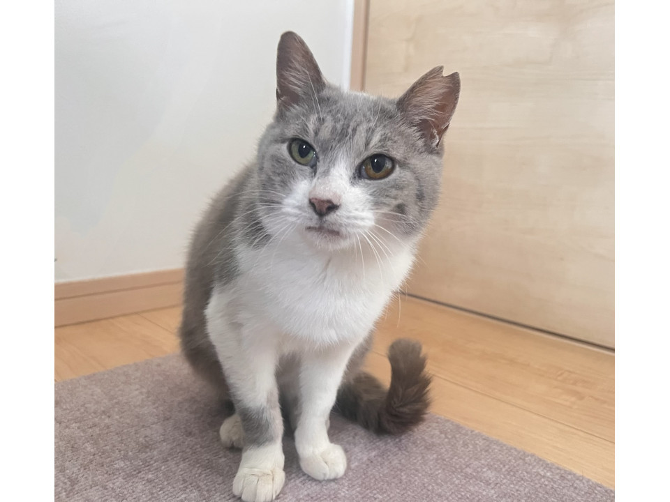 大人しくて飼いやすい、年齢不詳にゃんこ