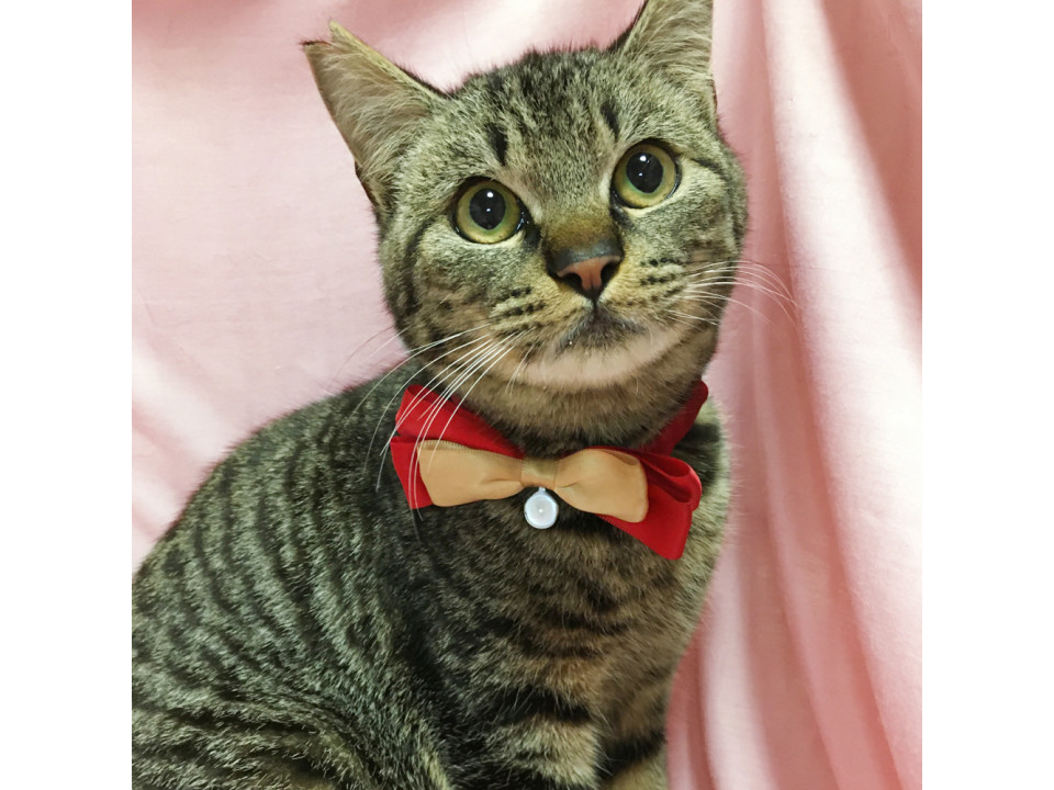 エイズキャリアの子猫『つがる君』９ヶ月