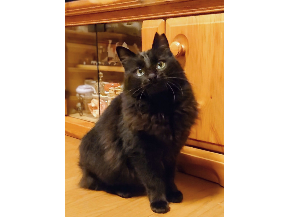 ふわさら美猫のヌーピーちゃん