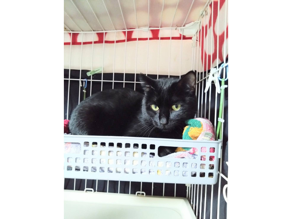 くろがんも☆1歳以上