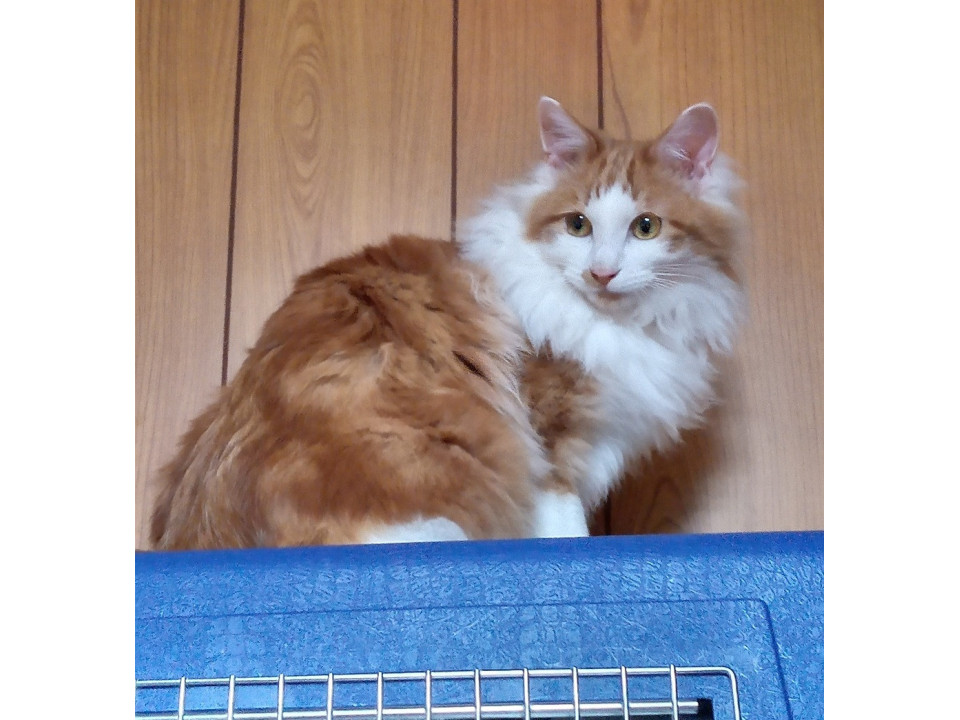 ちょっとビビりなチャーシューです