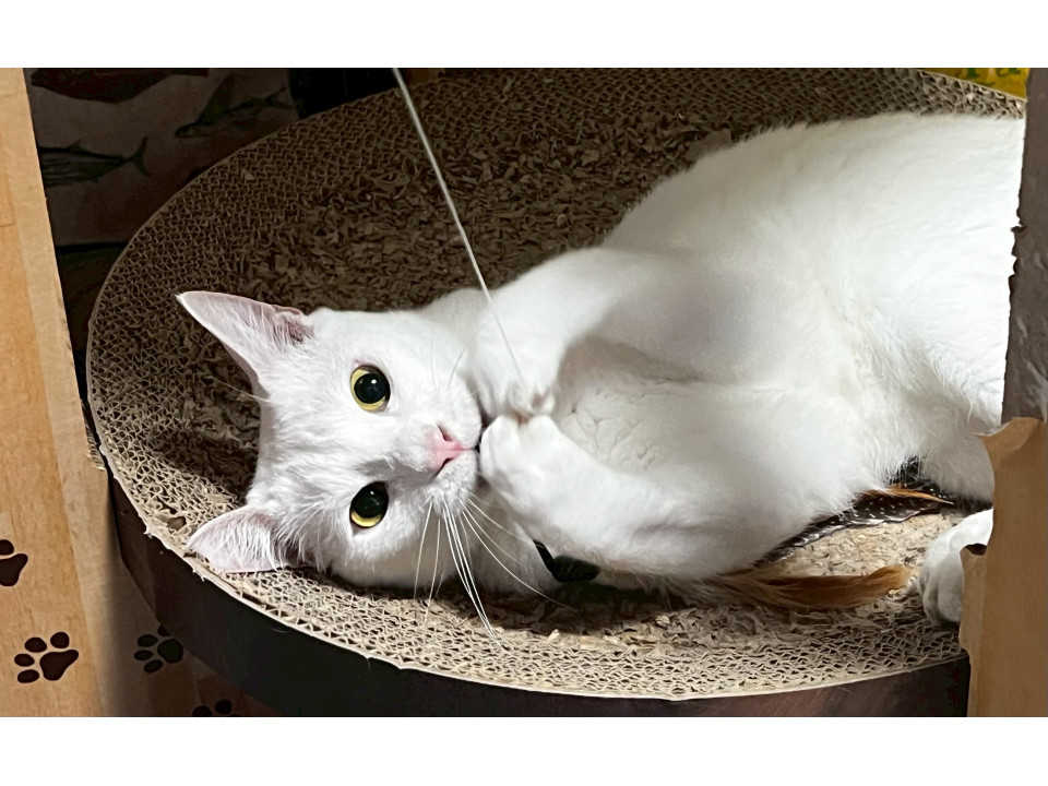 人懐っこい白猫