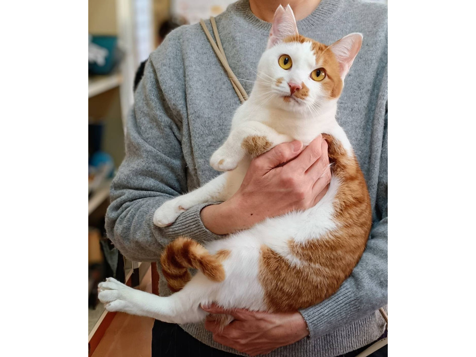 多頭飼育崩壊のお宅から保護しました。