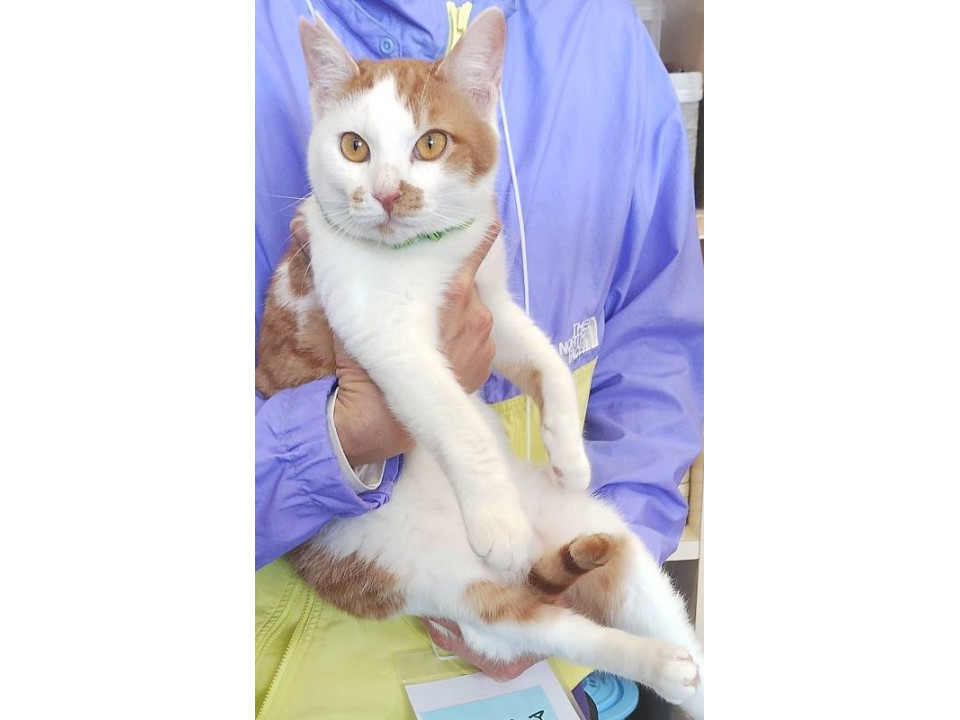 多頭飼育崩壊のお宅から保護しました。