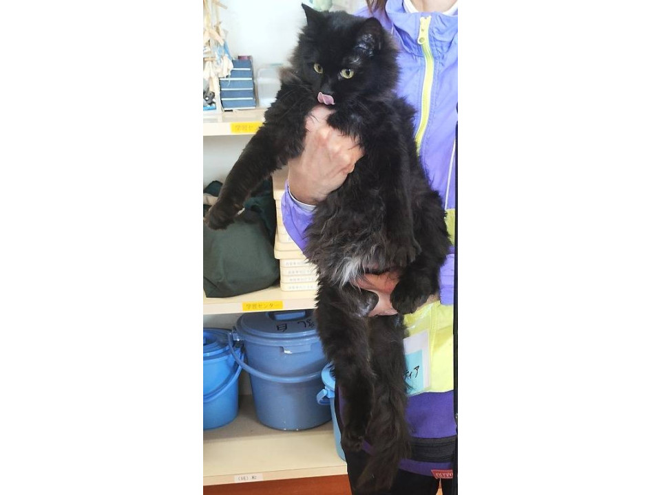 多頭飼育崩壊のお宅から保護しました。