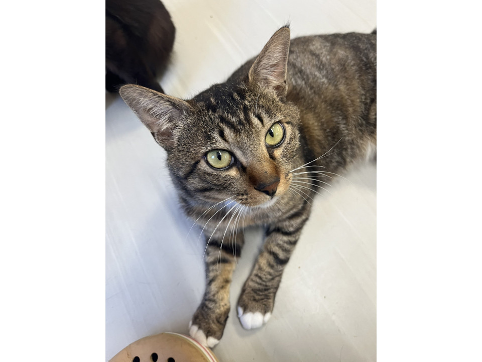 可愛らしい　雉白くん