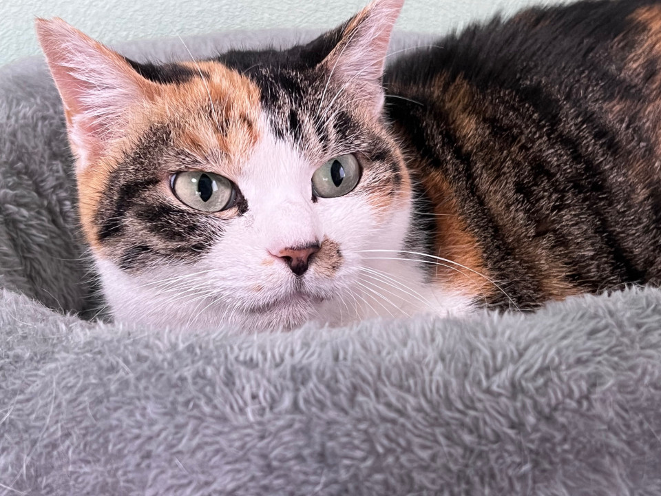『ミカド』綺麗な三毛猫さん、尻尾は短め