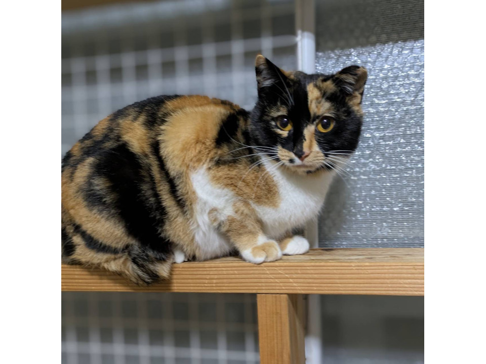 ホクロがチャームポイント三毛猫ちゃん♡