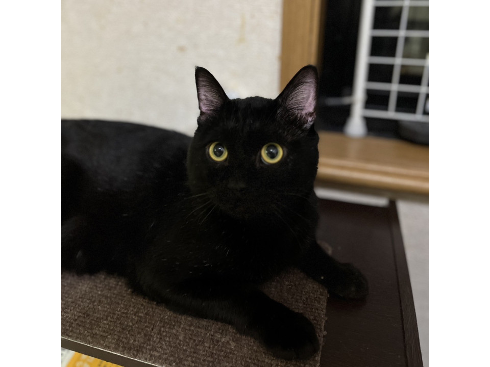 くろはちお☆3-5歳くらい