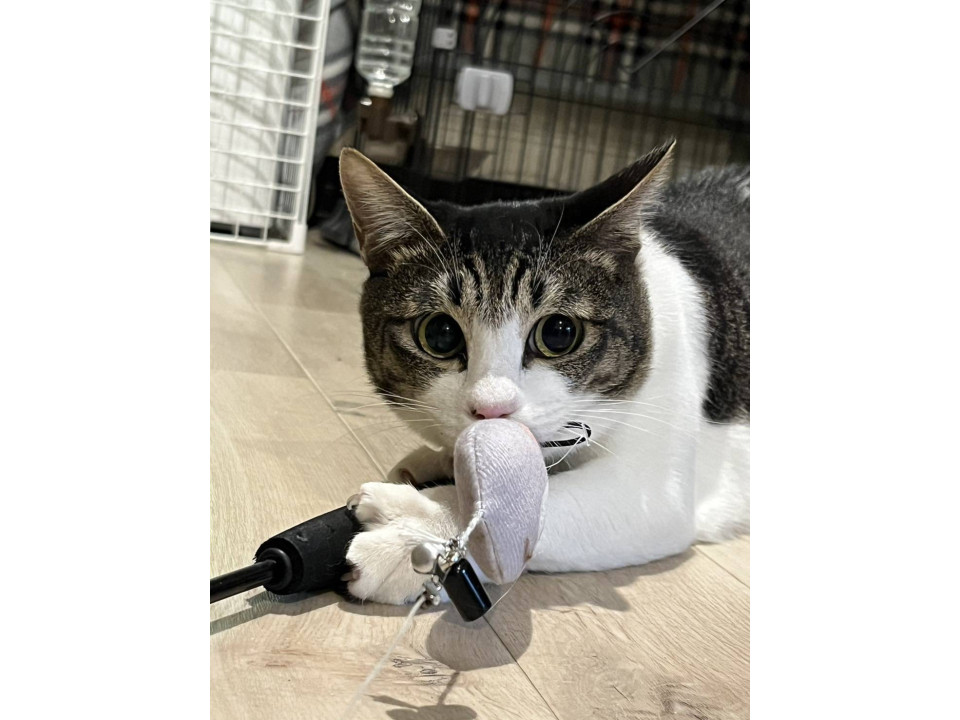 食べるのも遊ぶのも大好きキジシロ