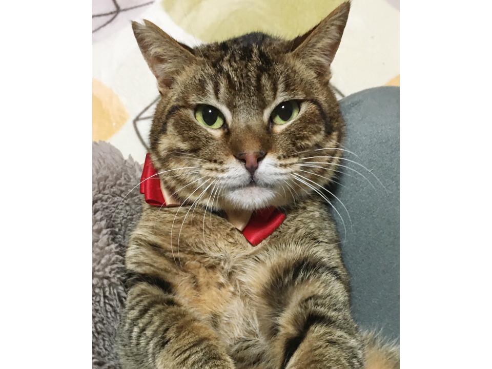 麗しい…流し目の美猫『ヒスイ君』２歳