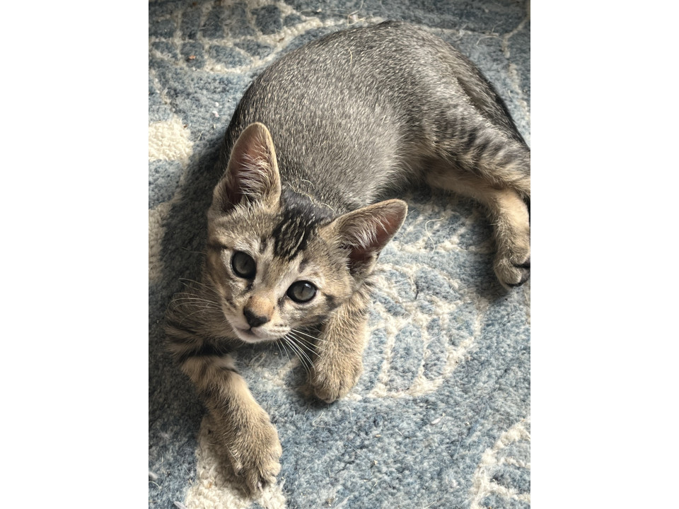 ベンガル・トンキニーズのミックス子猫