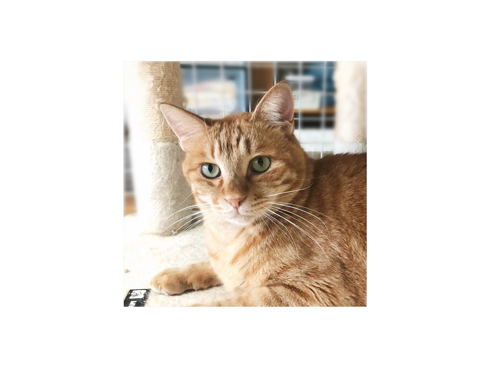 身がつまった大型茶トラ！穏やかな４歳♂