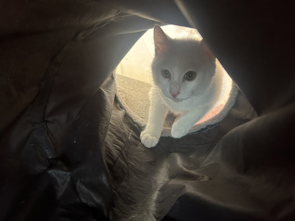 真っ白な子猫ミルクちゃんの里親募集!