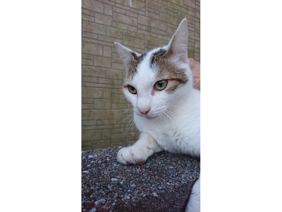 グリーンアイの きじ白 美猫くん