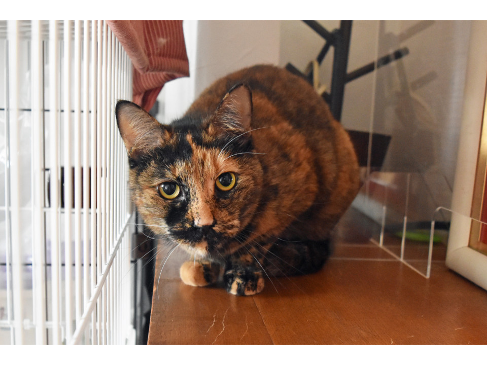 甘えん坊サビちゃん