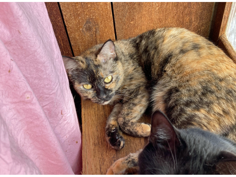 丸顔懐っこいサビちゃん