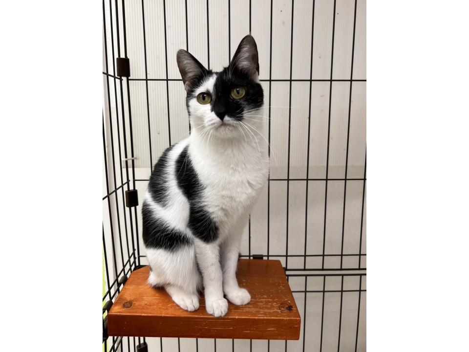 とっても綺麗な白黒さん