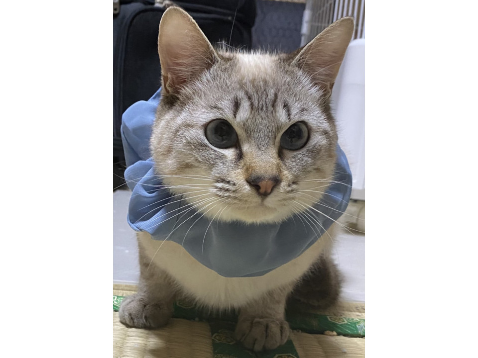 飼育放棄のお宅から保護しました。