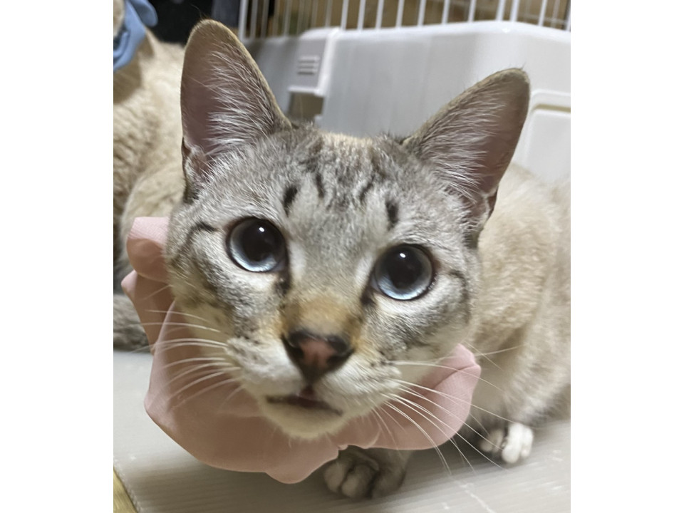 飼育放棄のお宅から保護しました。