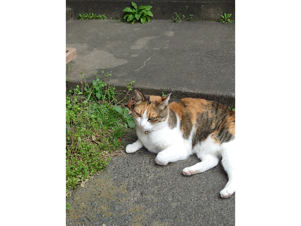 三毛猫の女の娘