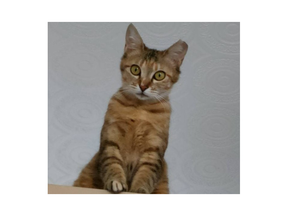 美しい麦わら猫ちゃん