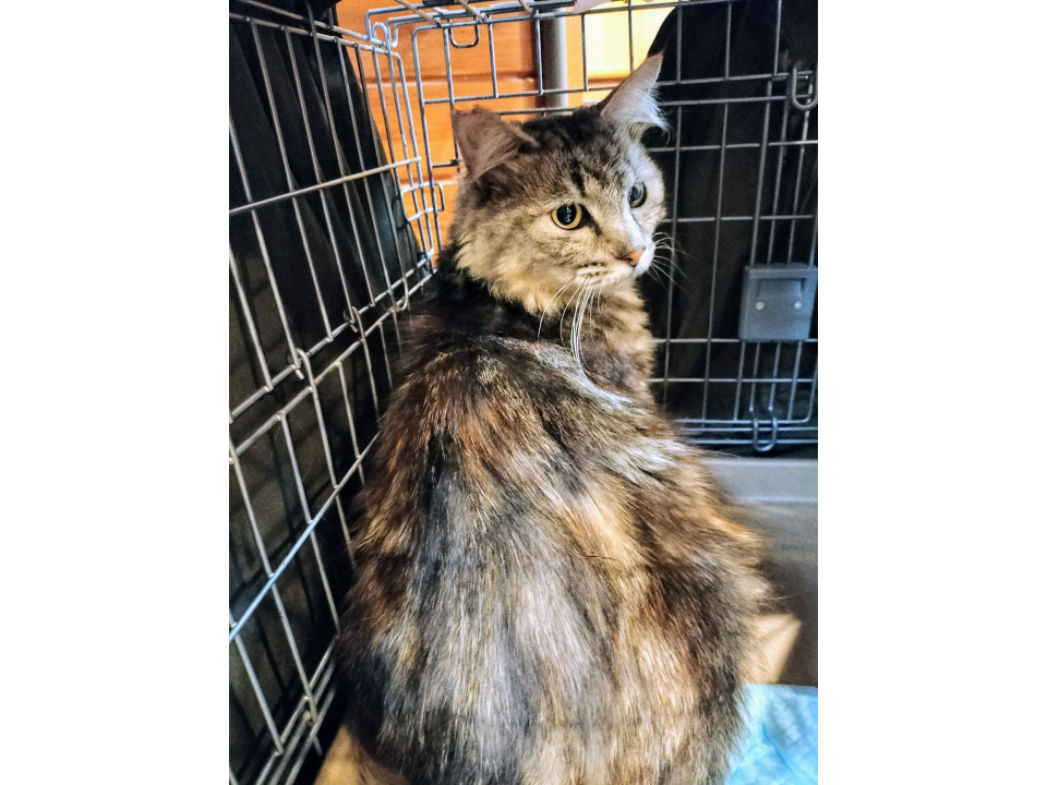 エイズの大きな赤ちゃん♡アニー