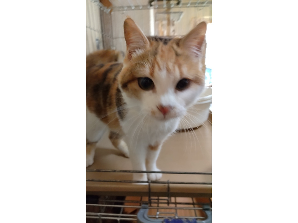 かわいい三毛猫です