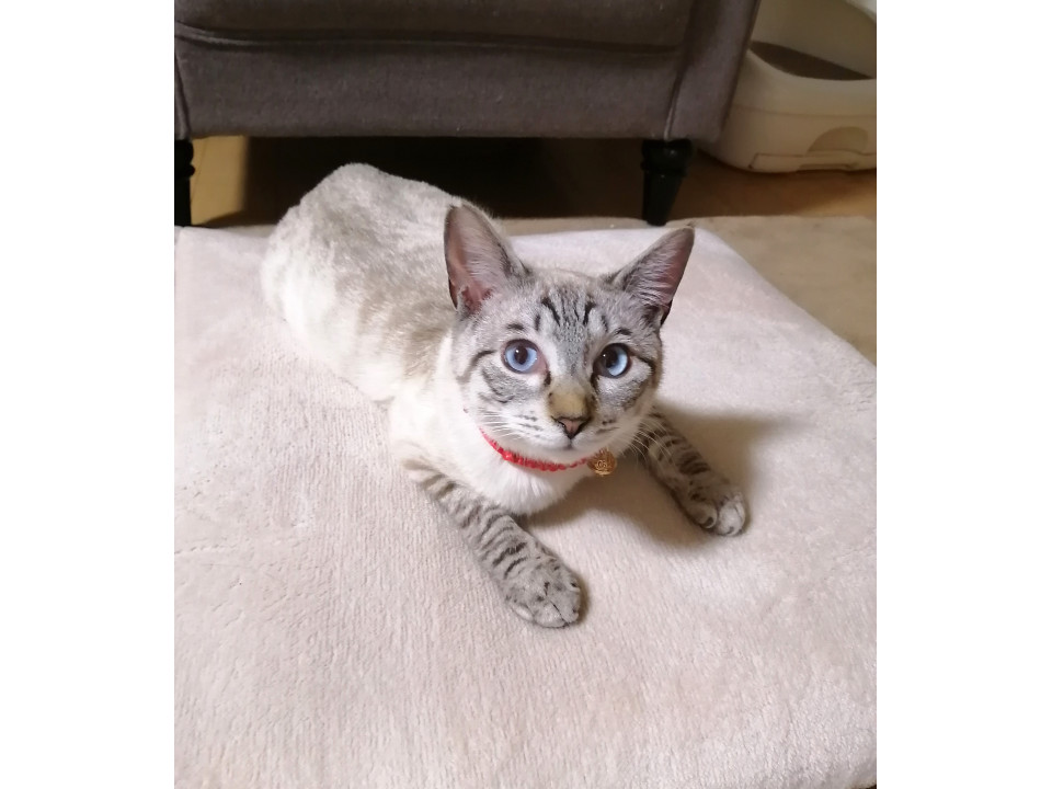 一頭飼いでお迎え下さい(お話し中)