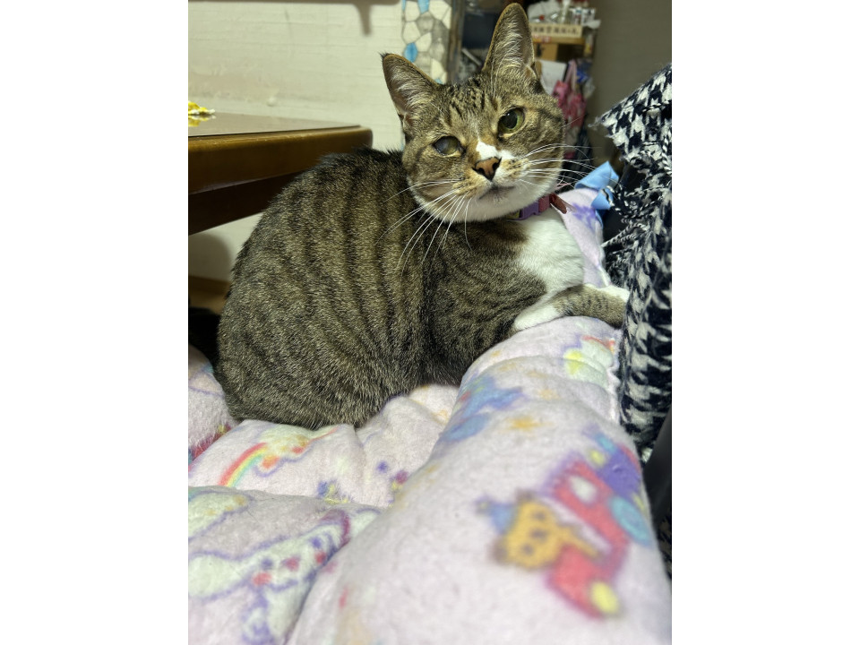 甘えん坊で抱っこ大好きキジ白ちゃん