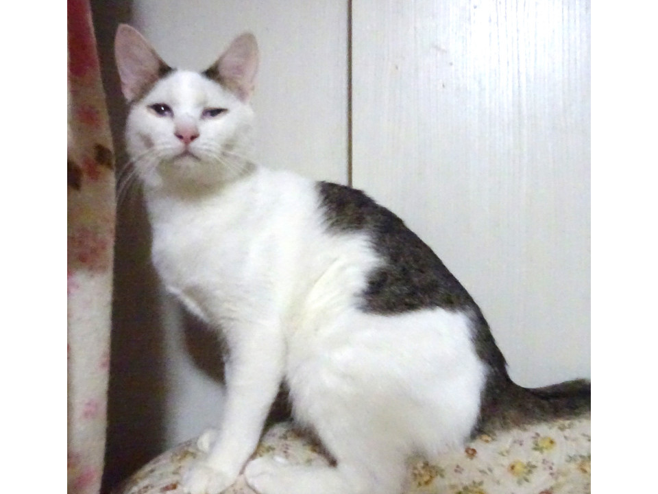 目の手術をしたつるちゃん