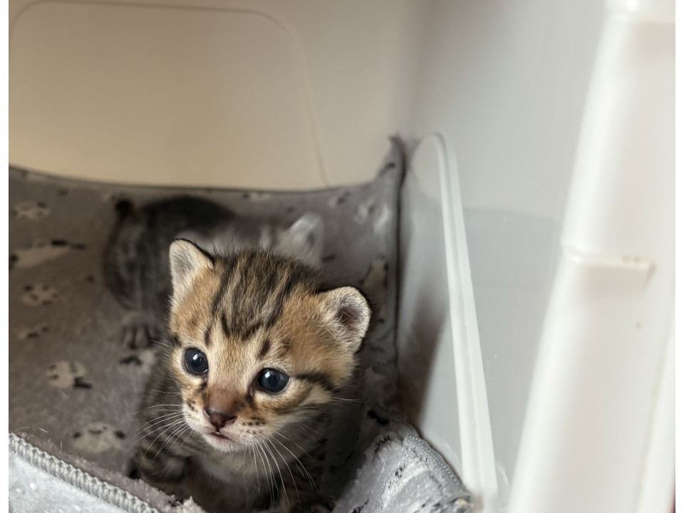 3月うまれ子猫三兄弟③