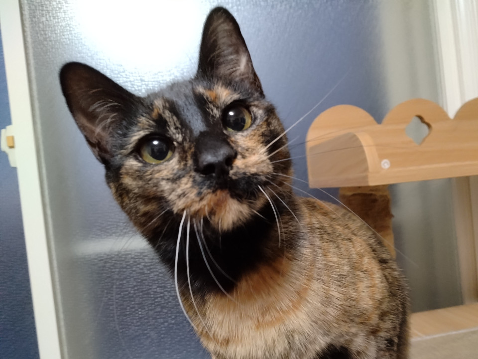 【まんじゅ】2024.6.22生まれ♀